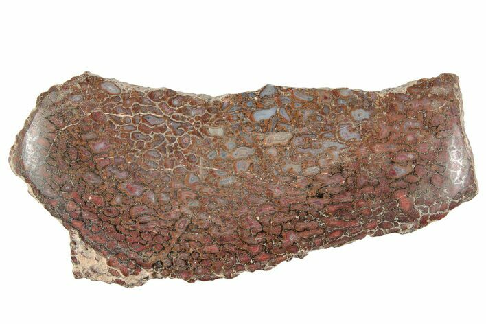 Polished Dinosaur Bone (Gembone) Slice - Utah #240724